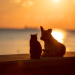 火葬までのご自宅での過ごし方：夏場に亡くなったペット