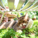 【福岡の暑い季節に備える】ペットの安置方法