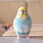 初めてインコの火葬をお考えの方へ｜動愛園でのご案内