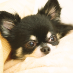 愛犬との最期にできること｜寄り添うペット葬儀