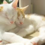 福岡でのペット火葬をご検討の方へ｜まずはご相談を