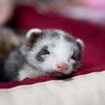 【フェレットのペット火葬をご検討の方へ】知っておきたい葬儀知識