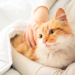 【ペット火葬前に迷ったら】自分たちに合った見送りの形とは