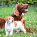 【事前相談で安心】動愛園でよくある質問まとめ