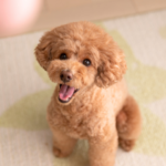 【今から考える】福岡県でのペット葬儀予約