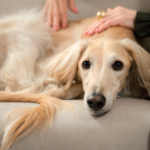 【動愛園】ペットの火葬で迷ったらまずはご相談を