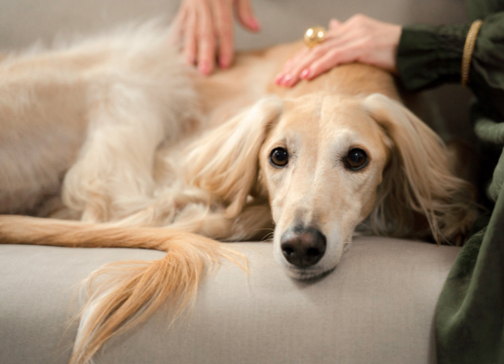 【動愛園】ペットの火葬で迷ったらまずはご相談を