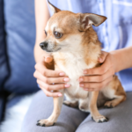 【家族だけで見送る】ペットとの最期の時間を大切にされたい方へ