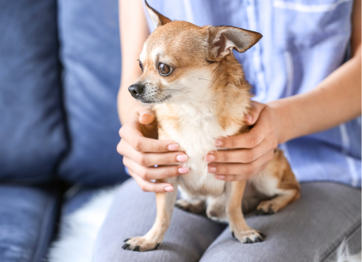 【家族だけで見送る】ペットとの最期の時間を大切にされたい方へ