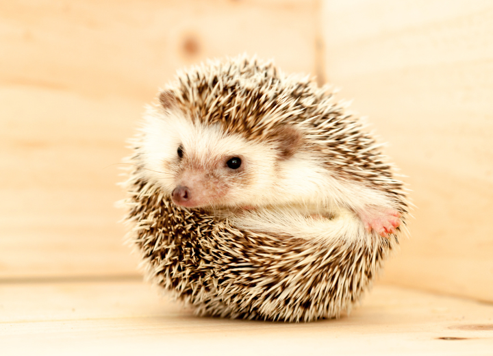 ハリネズミが亡くなったとき、最後にしてあげられること