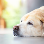 【動愛園 糸島霊園に聞く】葬儀前の３つの確認ポイント