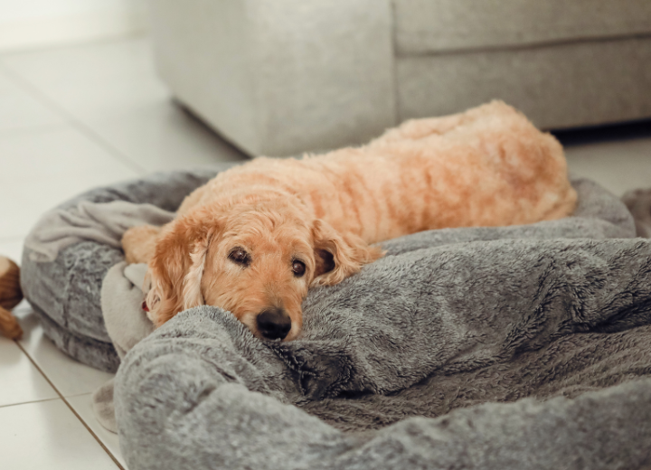 シニア期に現れるサインとは｜飼い主の心構え