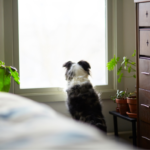 ペットの命日｜静かに想いを形にする時間