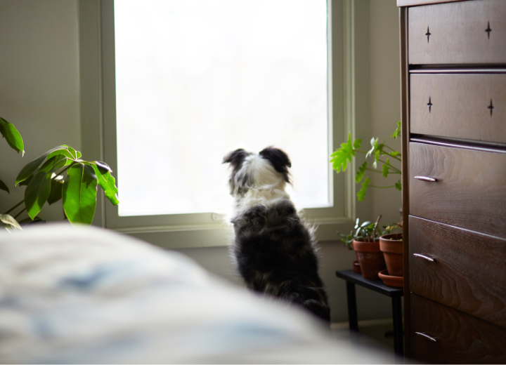 ペットの命日｜静かに想いを形にする時間