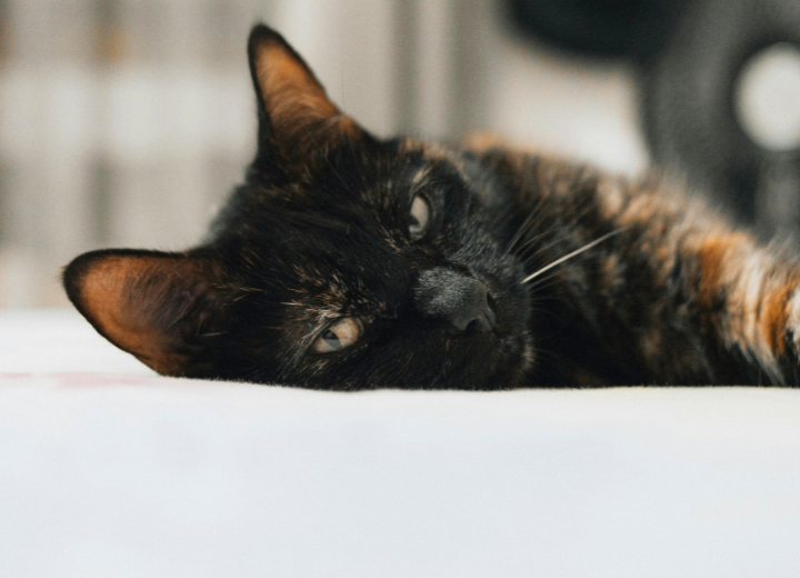 ペット葬儀｜後悔しないために考えたい4つの準備