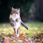 季節の変わり目に気をつけたいペットの体調管理