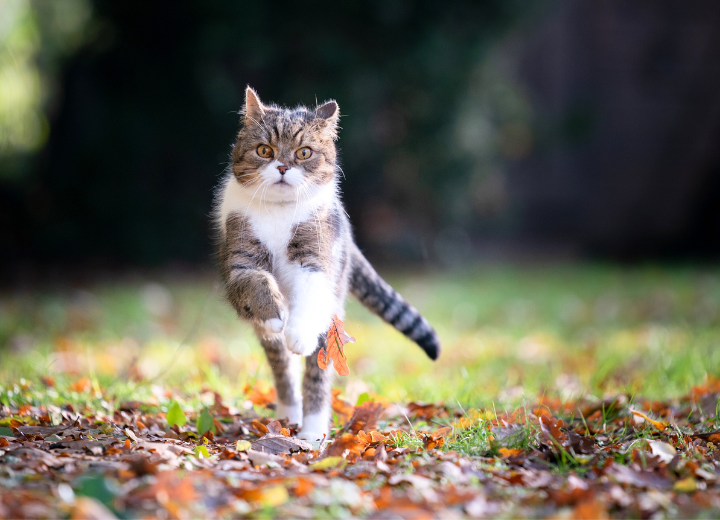 季節の変わり目に気をつけたいペットの体調管理