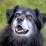 福岡での供養｜ペット火葬後、ご遺骨はどうする？