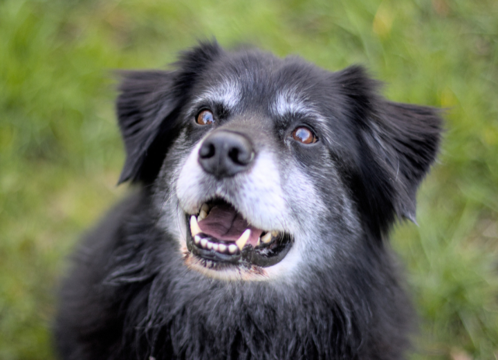 福岡での供養｜ペット火葬後、ご遺骨はどうする？
