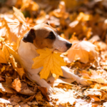 【ペット葬儀後】供養について知ろう