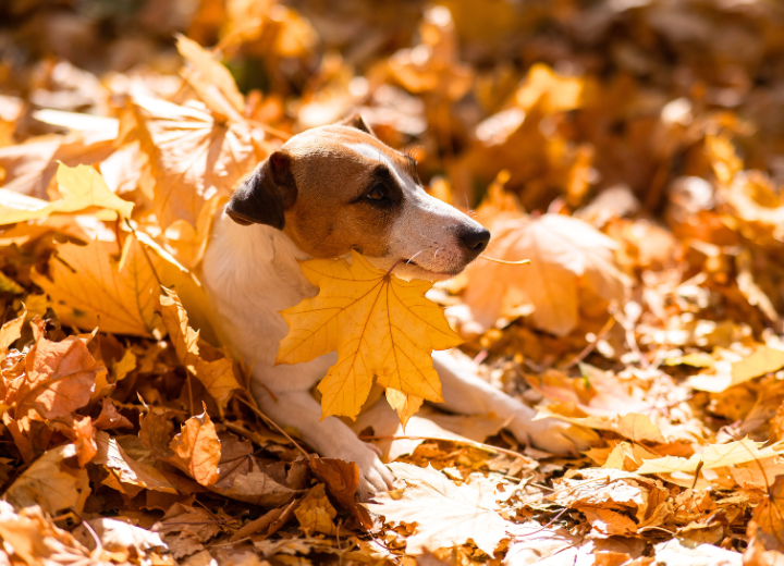 【ペット葬儀後】供養について知ろう