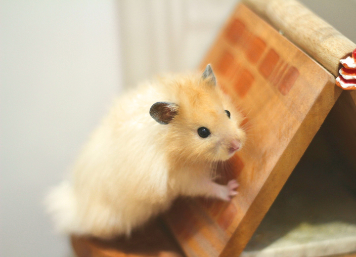 ペット火葬の費用や流れについて