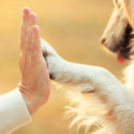 命日にペットを想う供養の時間