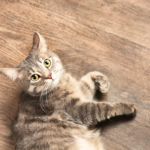 大切な子の旅立ち、失敗しない準備方法