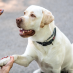 最期に伝える“ありがとう”に込める想い
