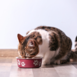 福岡でペット火葬を考える方の【よくある相談・質問】