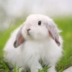 【福岡県】兎の火葬をお考えの方へ