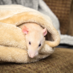 ファンシーラット｜小さな家族の最期にできること