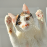 火葬プランの違いと選び方を知る｜福岡でのペット葬儀