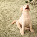 遺骨をご自宅に置く供養のかたち