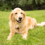 中型・大型のペット火葬を考える方へ