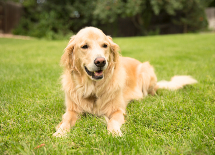中型・大型のペット火葬を考える方へ