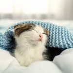 供養って何をするの？心を整える第一歩