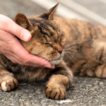 愛猫との日々の過ごし方｜少しでも後悔しないお別れ