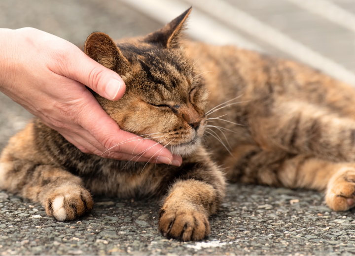 愛猫との日々の過ごし方｜少しでも後悔しないお別れ