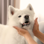 返骨を希望されない方へ｜安心してお任せ出来る動愛園