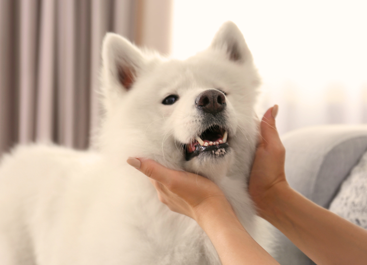 返骨を希望されない方へ｜安心してお任せ出来る動愛園