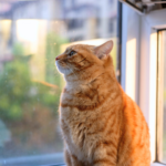 迷ったら相談を｜冬のペット火葬の流れ