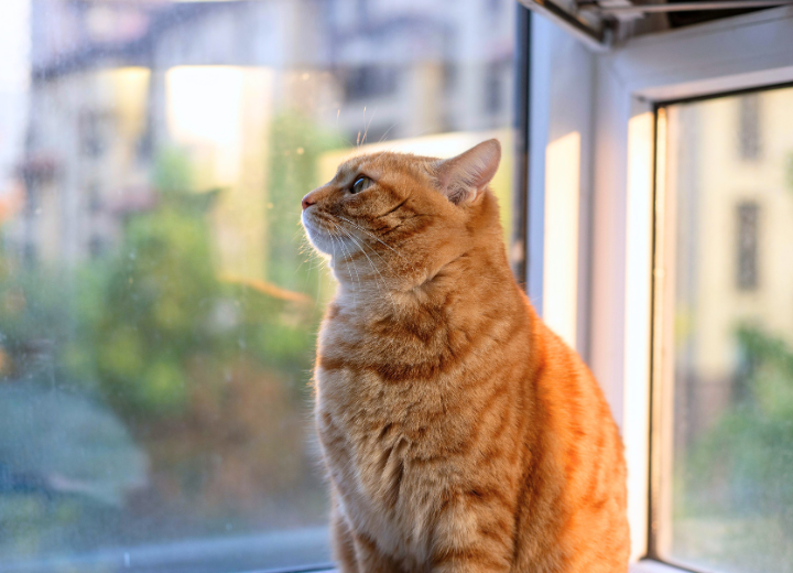 迷ったら相談を｜冬のペット火葬の流れ